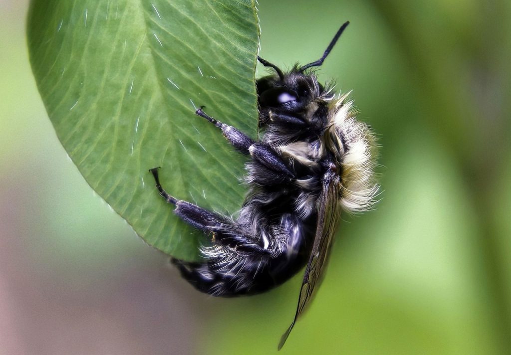 bee, insect, leaf-7957348.jpg